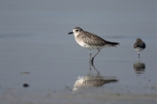 804 Black-bellied plover
