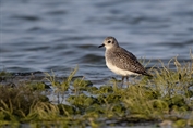 805 Black-bellied plover
