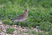 807 Eurasian Golden Plover