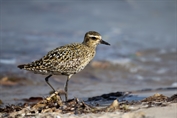 812 Pacific Golden Plover