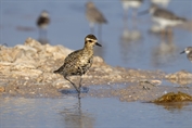 813 Pacific Golden Plover