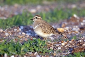 815 Eurasian Dotterel