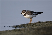 817 Common Ringed Plover