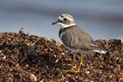 818 Common Ringed Plover