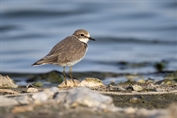 825 Little Ringed Plover