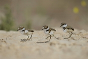 827 Little Ringed Plover