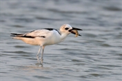 834 Crab-plover