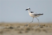 835 Crab-plover