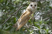 836 Western Barn Owl