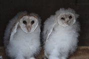 839 Western Barn Owl