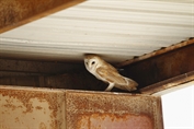 840 Western Barn Owl